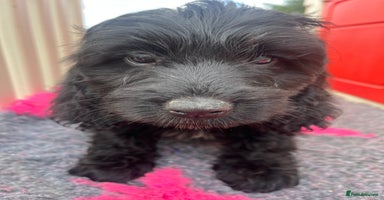 Cockapoo dogs - Advert 4