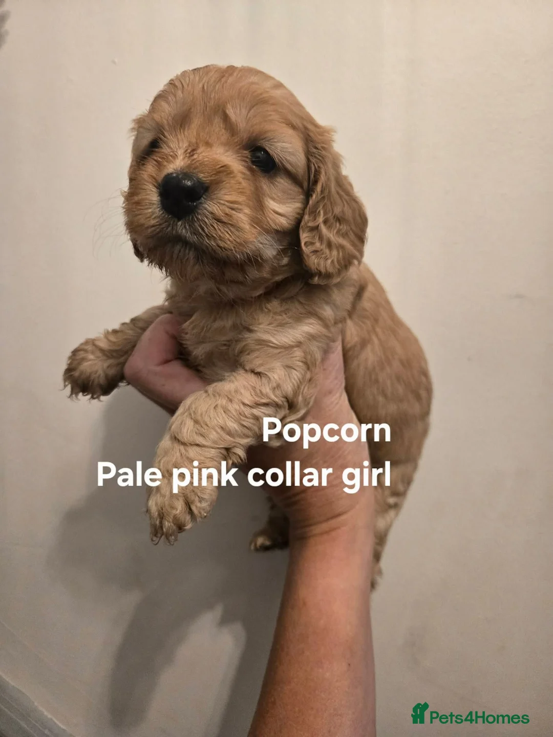 Cockapoo dogs for sale: Gorgeous Litter of Cockerpoo Puppies - 6 AVAILABLE - Advert 2