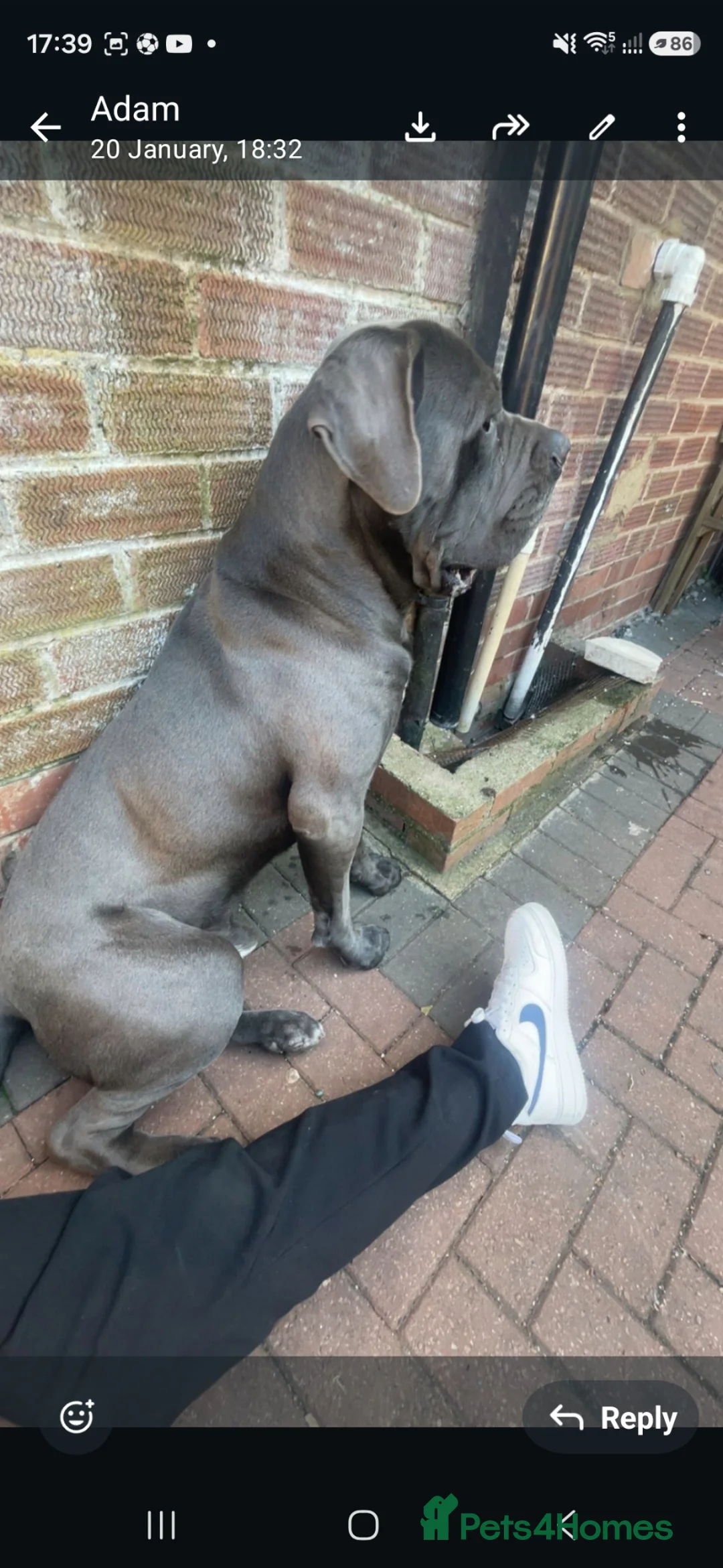 Cane Corso dogs for sale: Rehome Zeus - Advert 3
