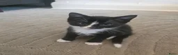 Mixed Breed cats for sale: 3 Black and white male kittens ready to leave  in Liverpool - Advert 4