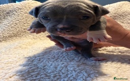 Mixed Breed dogs for sale: Beautiful chunky staffy/pocket bully pups - Advert 9