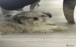 Shih Tzu dogs for sale: Bruno 1 years old 4 months  - Image 1