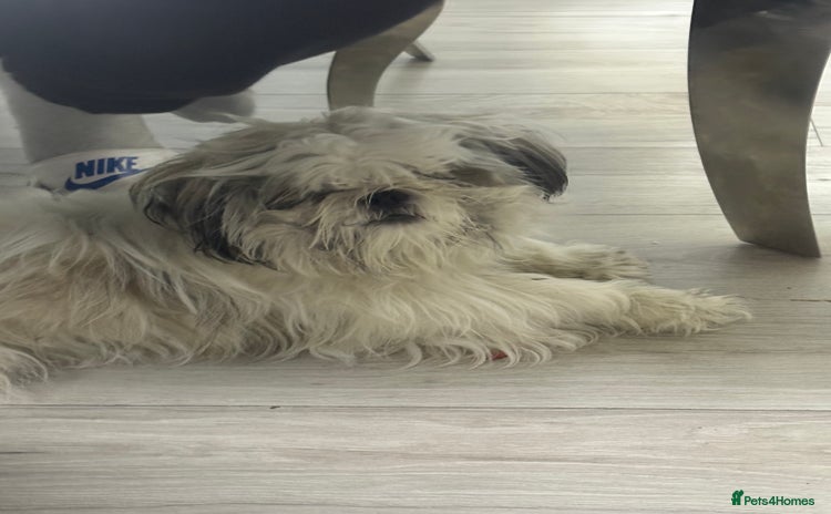 Shih Tzu dogs - Advert 3