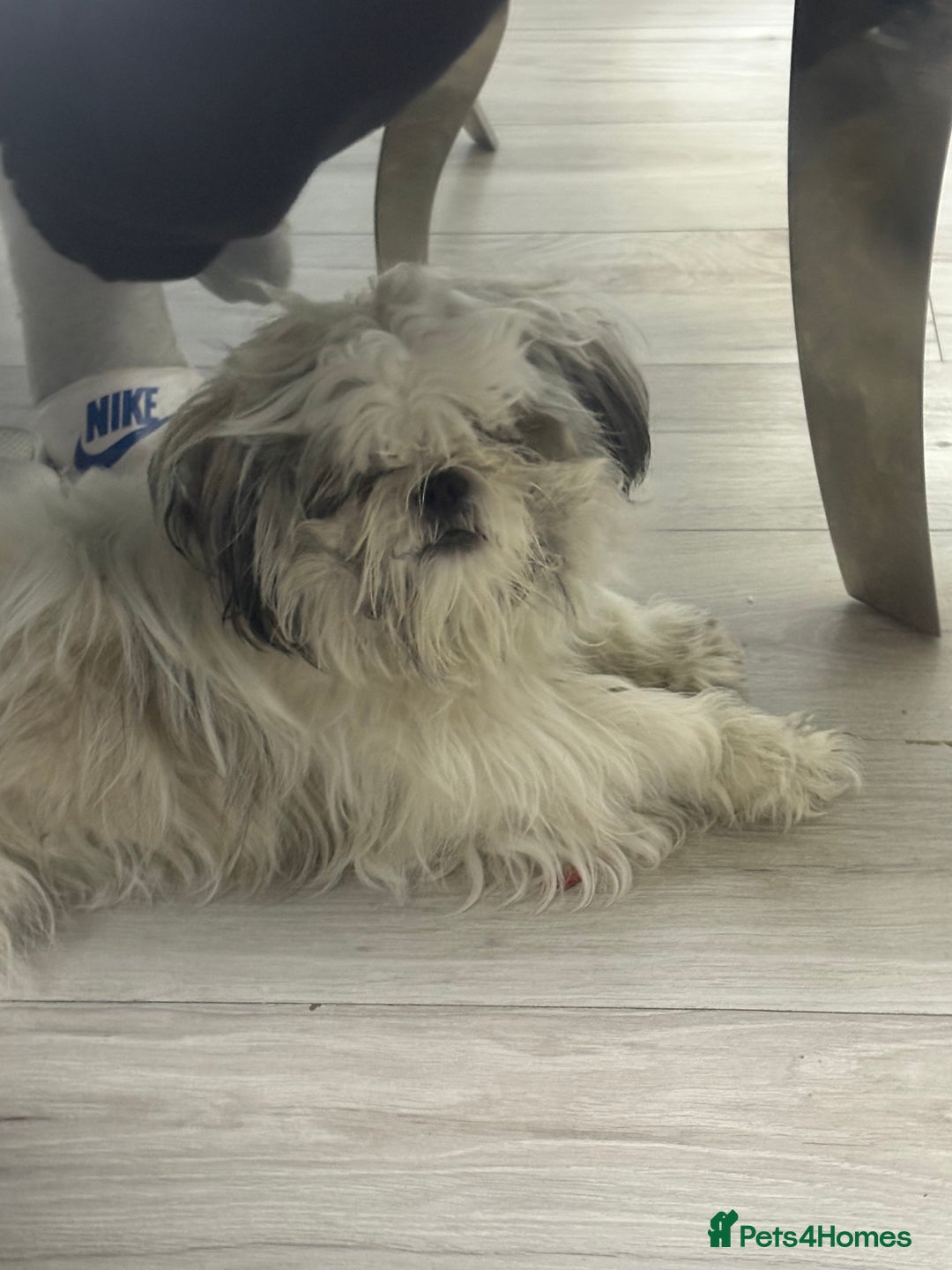 Shih Tzu dogs for sale: Bruno 1 years old 4 months  - Image 1