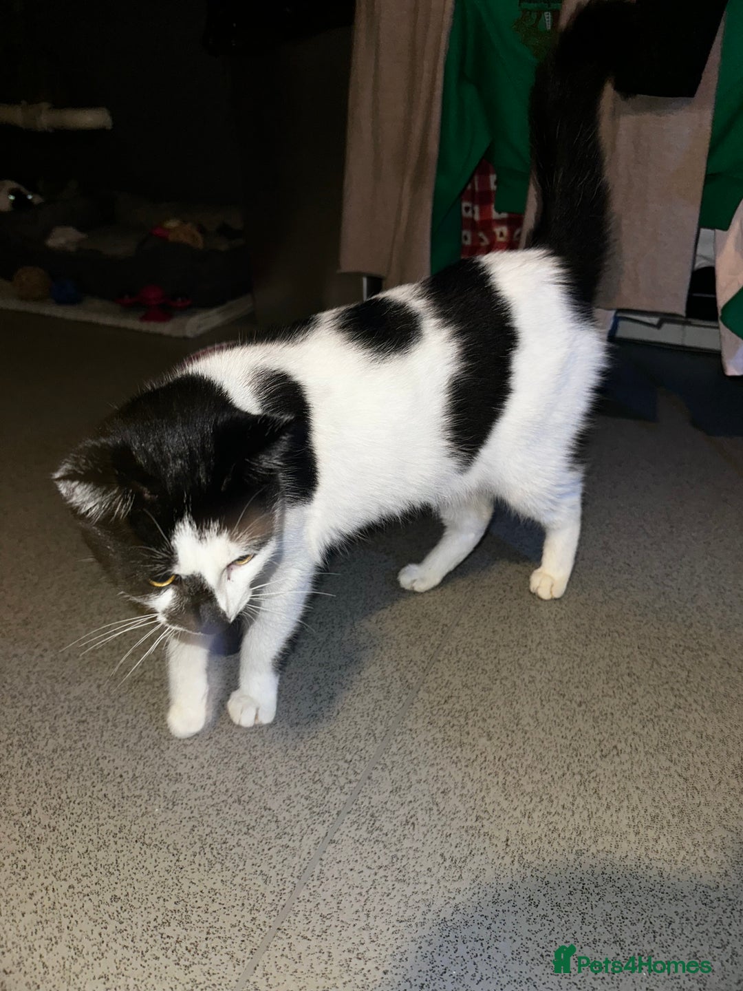 American Shorthair cats for sale: 2 Beautiful American ShortHair Brothers - Advert 2