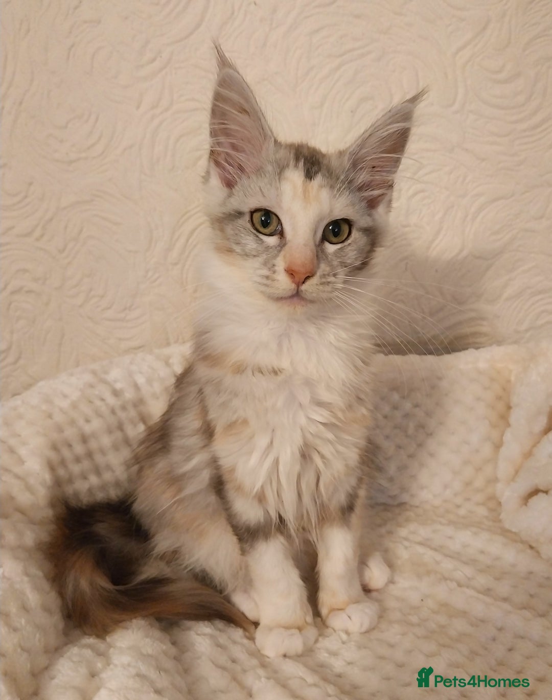 Maine Coon cats for sale: Stunning Maine Coon Kitten. Tica Reg. Tortie. - Advert 4