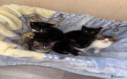 Mixed Breed cats for sale: Beautiful kittens - Image 7