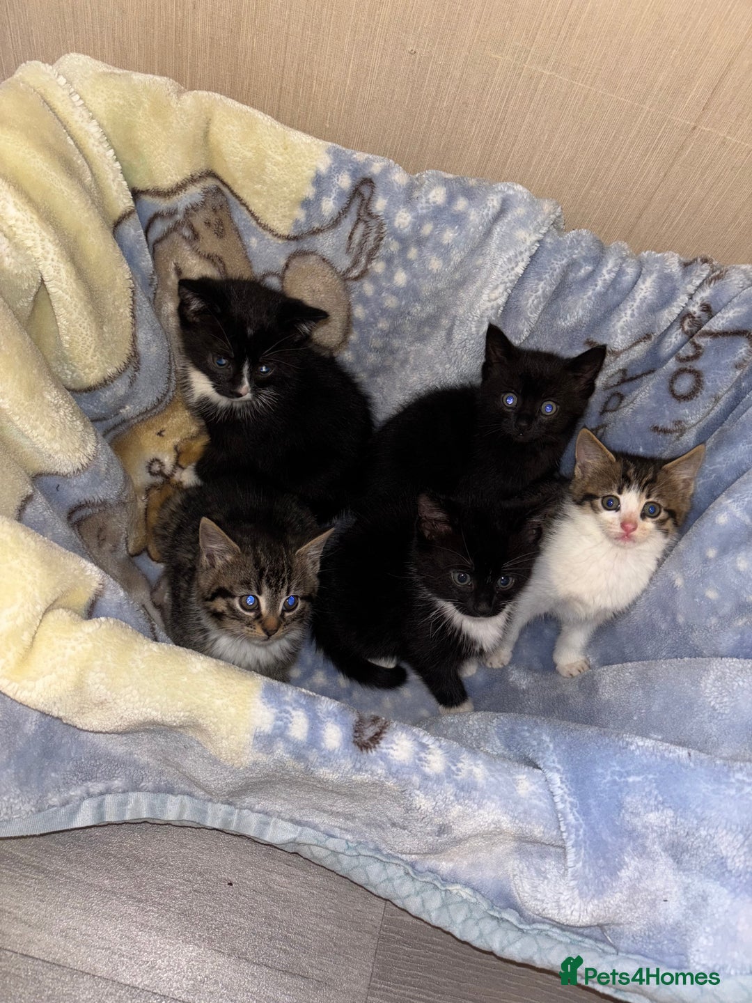 Mixed Breed cats for sale: Beautiful kittens - Image 7