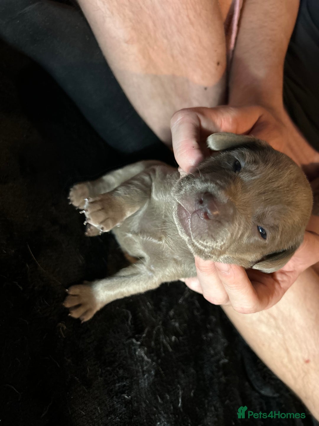 Mixed Breed dogs for sale: Staffadors staffy x labs  - Advert 16