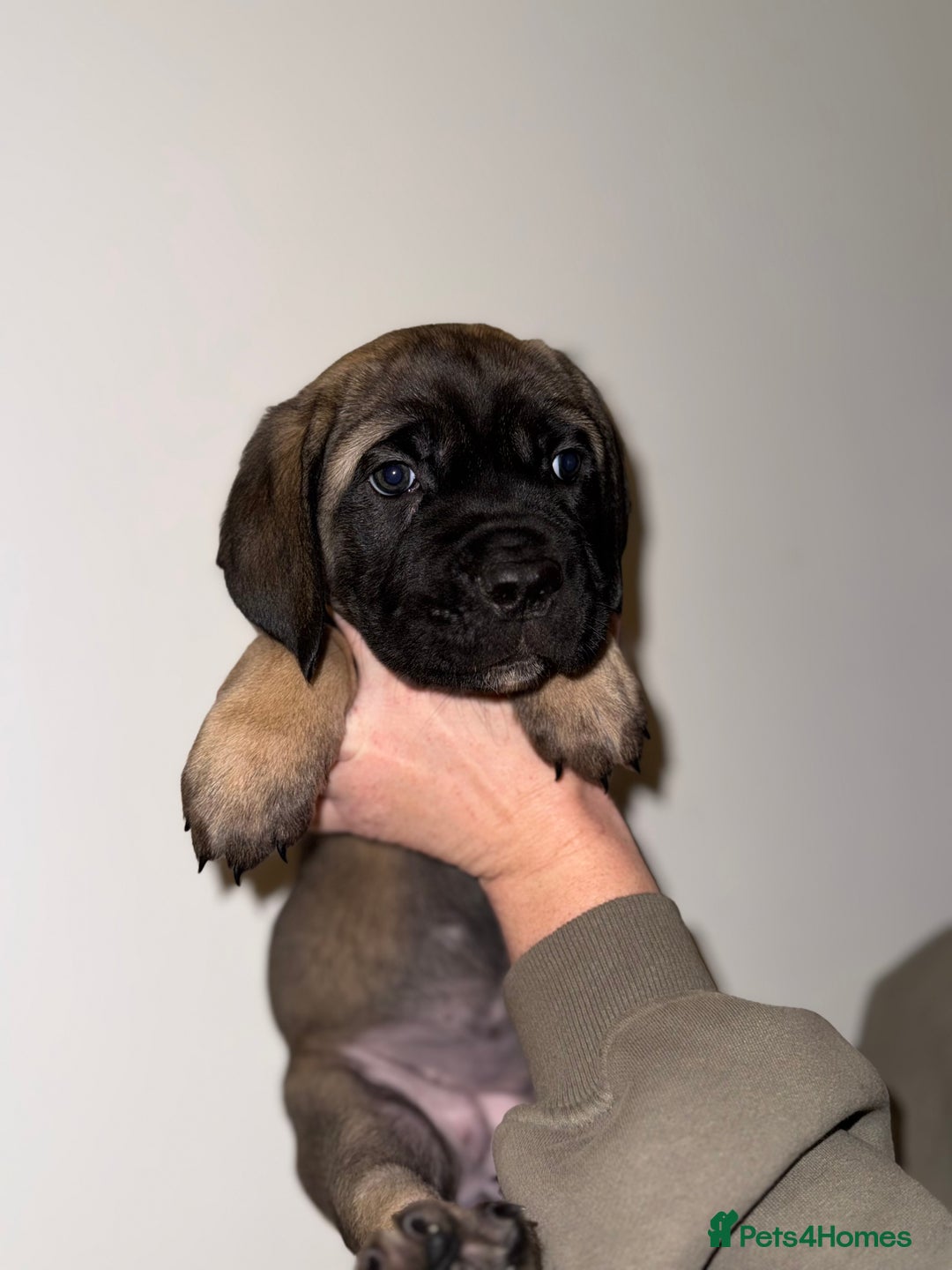 Cane Corso dogs for sale: Cane Corso puppies family reared no expense spared - Advert 30