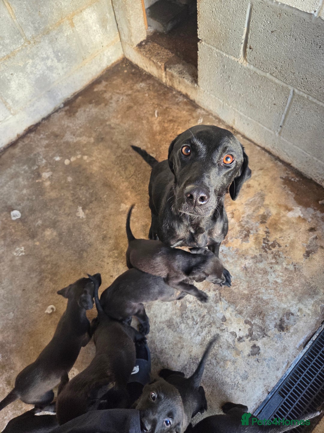 Mixed Breed dogs for sale: Labrador cross saluki - Image 1