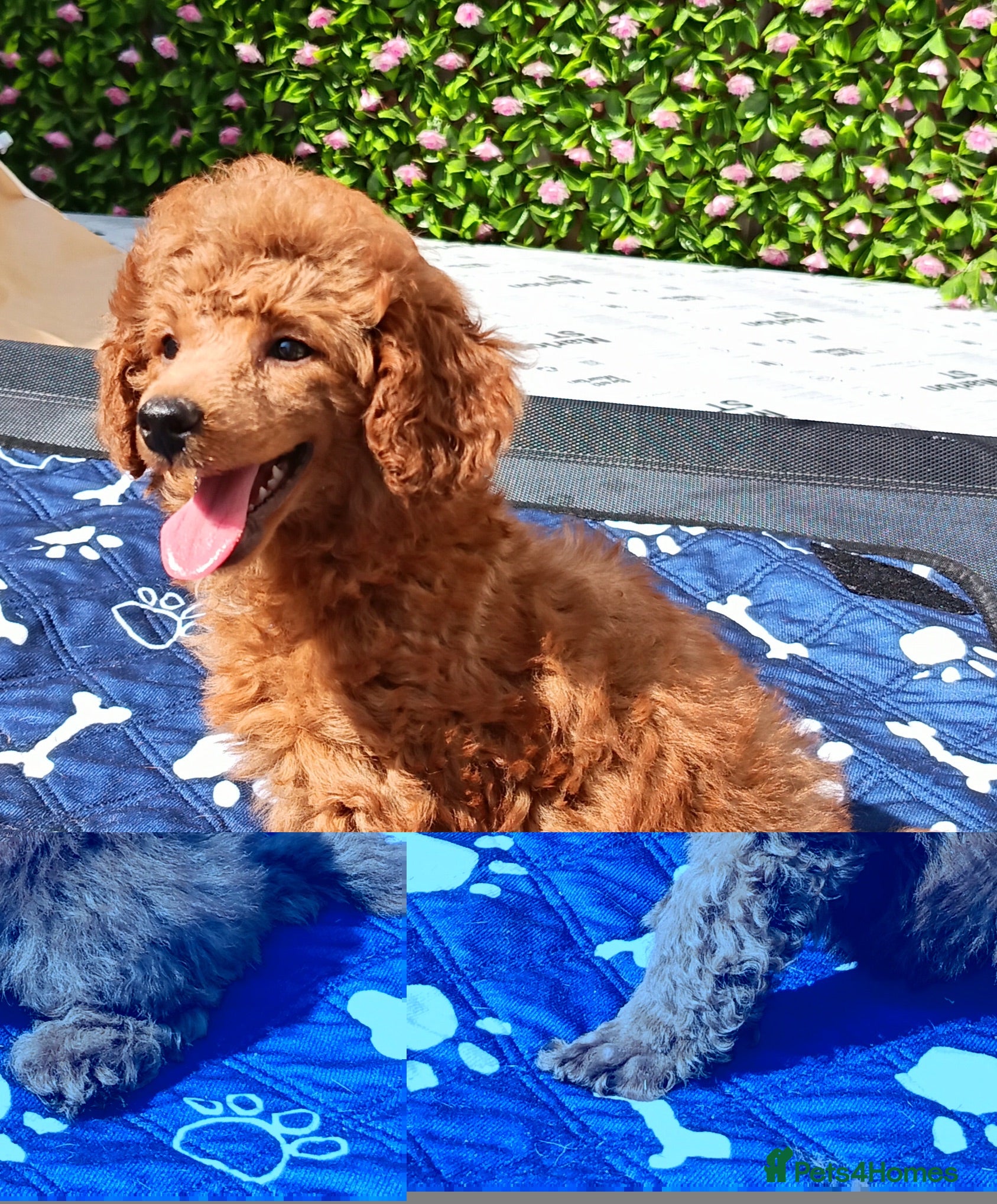 Toy Poodle dogs Toy Poodle Female Red Extensively Health Tested  - Advert 2