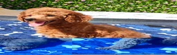 Toy Poodle dogs for sale: Toy Poodle Female Red Extensively Health Tested  - Advert 5