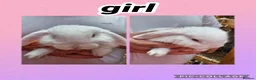Mini Lop rabbits for sale: **mini lops ready now ** - Advert 6