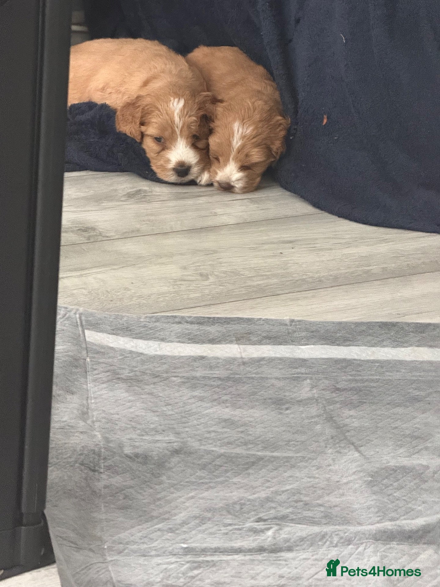 Cockapoo dogs 6 Gorgeous Cockapoo Puppies Seeking Loving Homes - Advert 2
