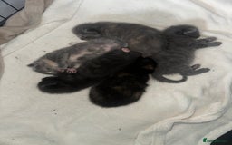 Maine Coon cats for sale: Kittens  - Image 11
