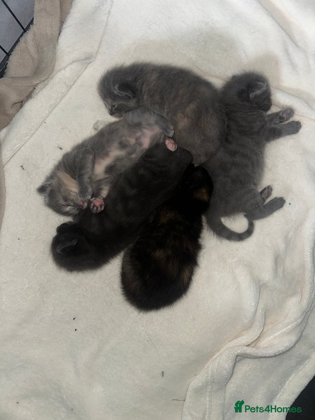 Maine Coon cats for sale: Kittens  - Image 11