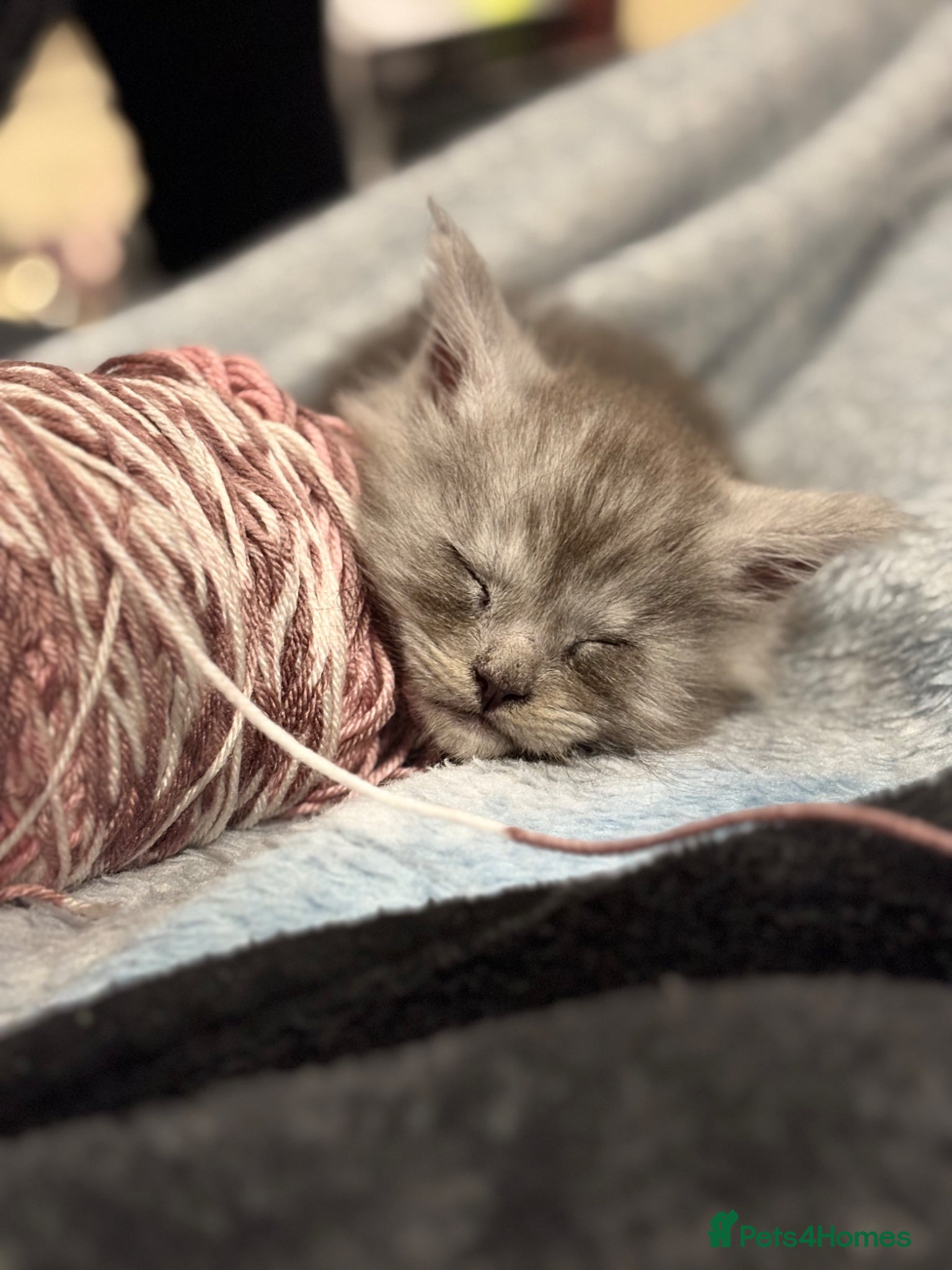Maine Coon cats Stunning litter of pure bred Maine Coon kittens - Advert 1