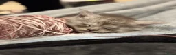 Maine Coon cats for sale: Stunning litter of pure bred Maine Coon kittens - Advert 1