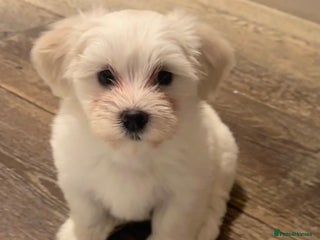 Havanese dogs Two Beautiful Havanese Male puppies - Advert 5