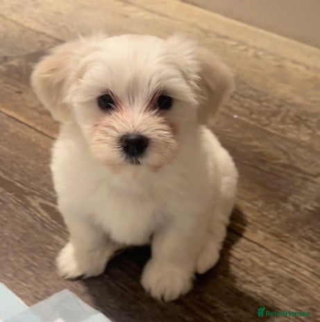 Havanese dogs Two Beautiful Havanese Male puppies - Advert 2