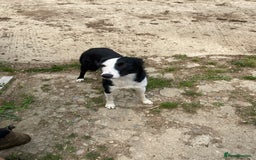 Sprollie dogs for sale: Springer spaniel x - Image 10