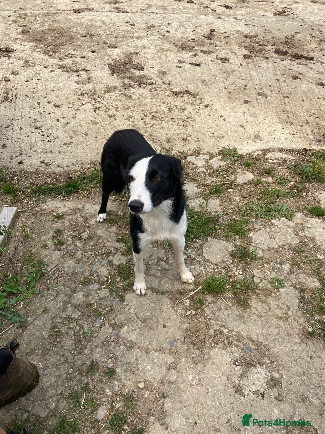 Sprollie dogs for sale: Springer spaniel x - Image 10