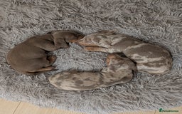 Miniature Dachshund dogs for sale: 3 beautiful puppies for sale  - Image 3