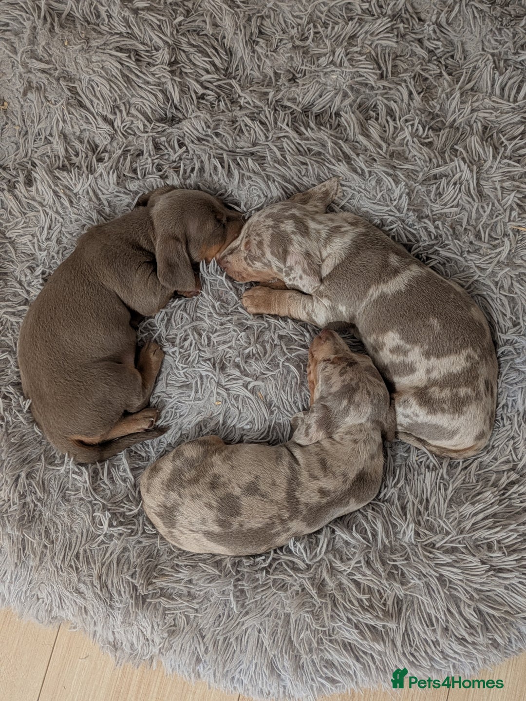Miniature Dachshund dogs for sale: 3 beautiful puppies for sale  - Image 3