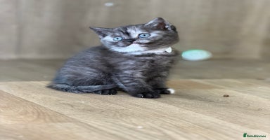 British Shorthair cats - Advert 15