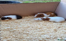 Guinea Pig rodents for sale: 8 week old + male guineapigs - Image 6