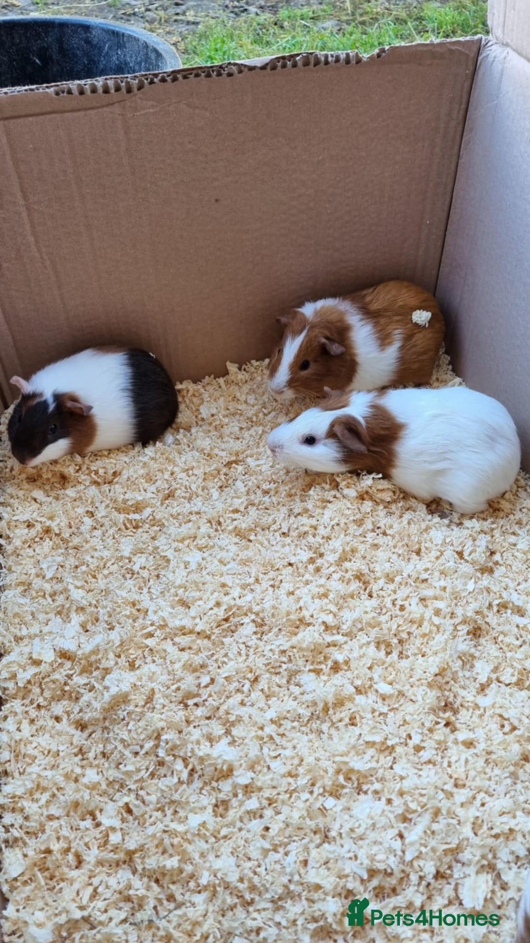 Guinea Pig rodents for sale: 8 week old + male guineapigs - Image 6