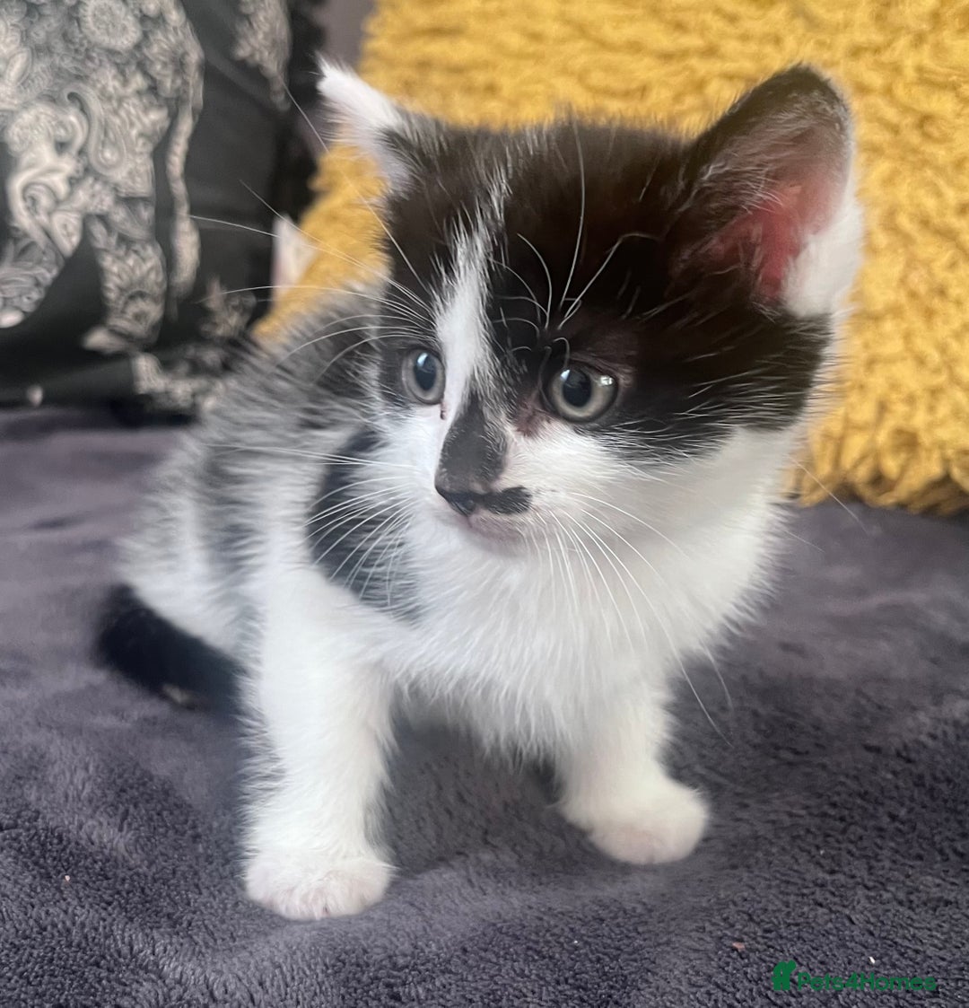 Mixed Breed cats for sale: Kittens for sale - Image 2
