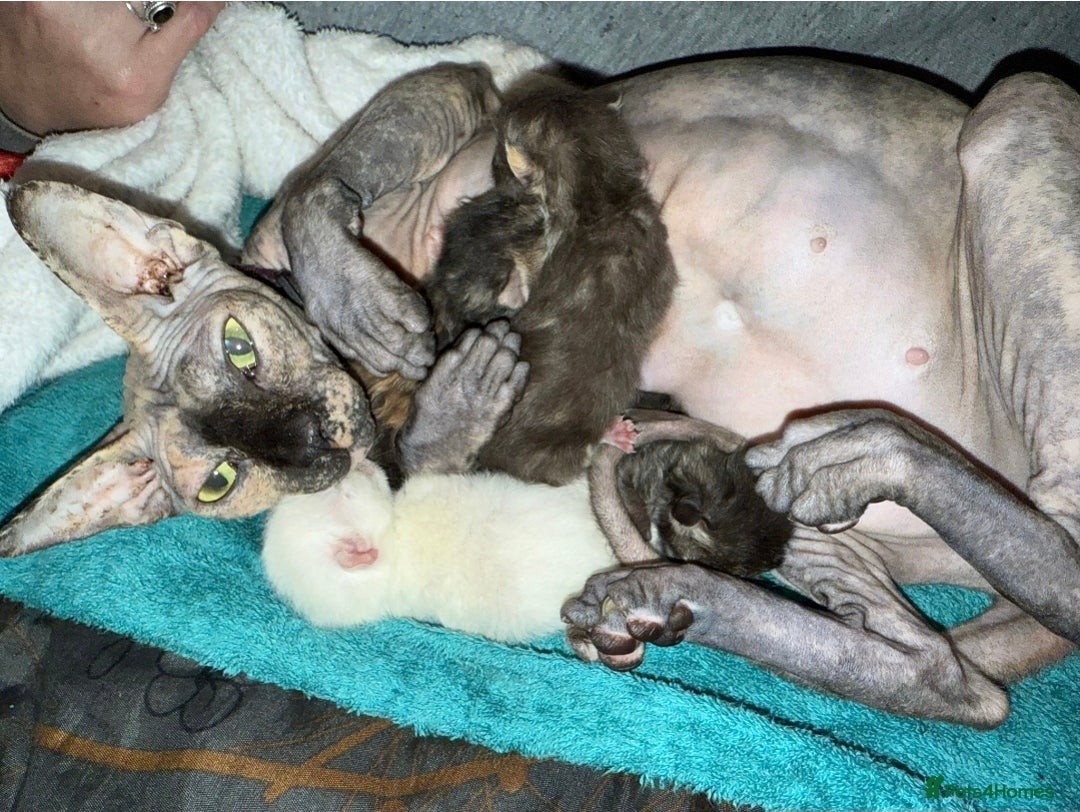 Mixed Breed cats for sale: Adorable female sphynx x DSH kittens - Advert 2