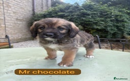 Saint Bernard dogs for sale: Outstanding Mini Saint Bernadoodle Puppies - Image 19