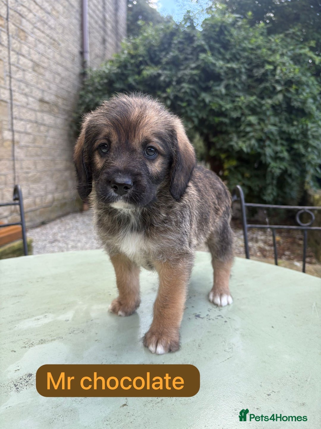 Saint Bernard dogs for sale: Outstanding Mini Saint Bernadoodle Puppies - Image 19