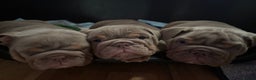 English Bulldog dogs for sale: 2 English bulldog 'lilac' puppies READY 8TH DEC 25 - Advert 36