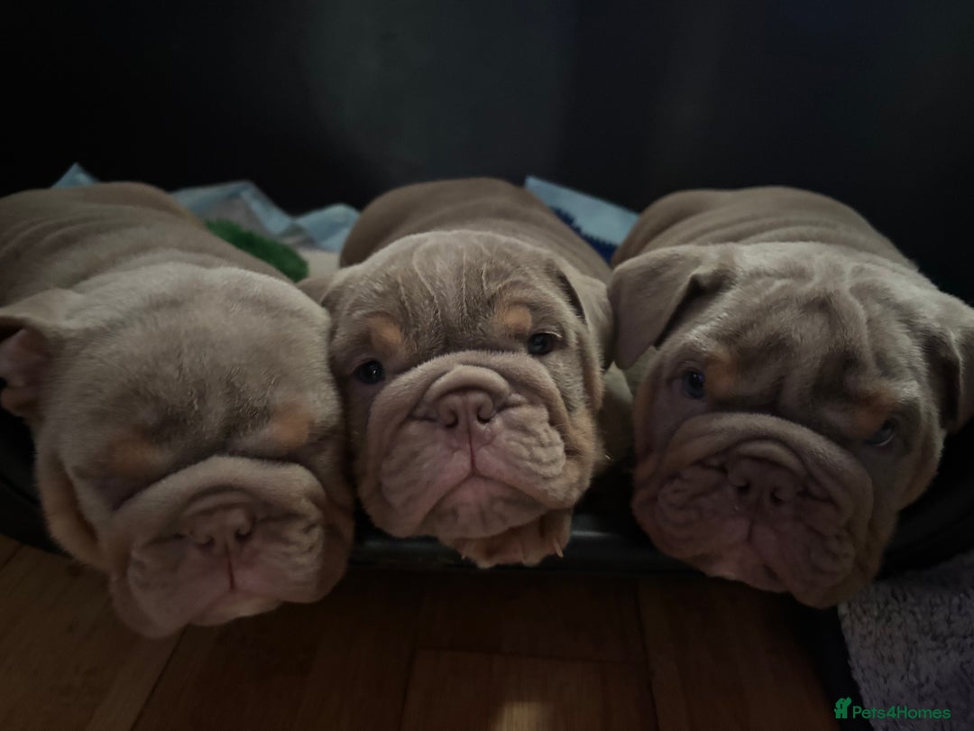 English Bulldog dogs for sale: 2 English bulldog 'lilac' puppies READY 8TH DEC 25 - Advert 36