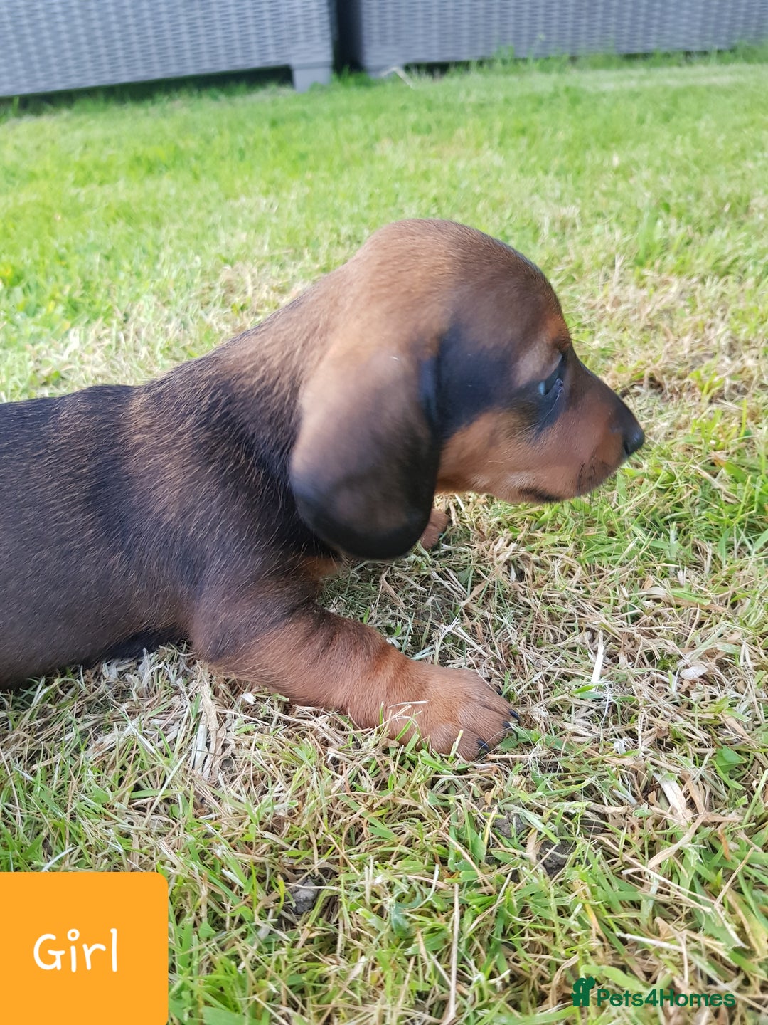Dachshund dogs for sale: READY NOW Dachshund Puppies - Image 17