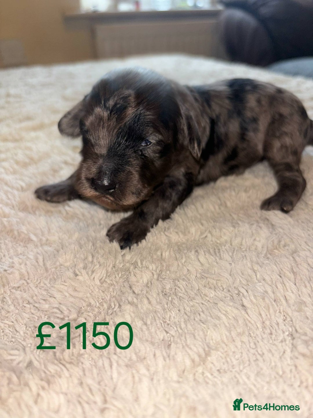 Cockapoo dogs for sale: Cockapoo puppies 🐶 - Image 9