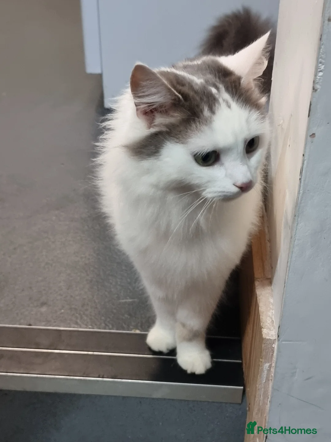 Mixed Breed cats for sale: Female cat - Advert 5