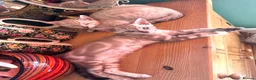 Bengal cats for sale: Rare Seal Lynx Silver Marble Bengal Kittens - Advert 8