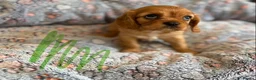 Cavalier King Charles Spaniel dogs for sale: Ruby&blenheim puppies  - Advert 8