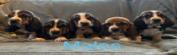 Basset Hound dogs for sale: Basset Hound puppies for sale - Advert 2