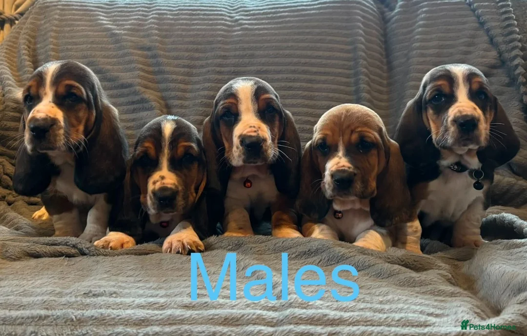 Basset Hound dogs for sale: Basset Hound puppies for sale - Advert 2