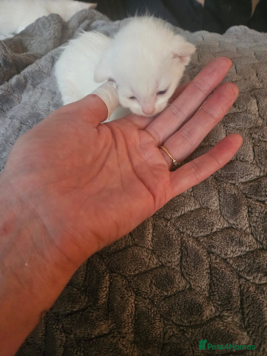 Sphynx cats for sale: Snow coated shpynx with sky blue eyes - Image 17
