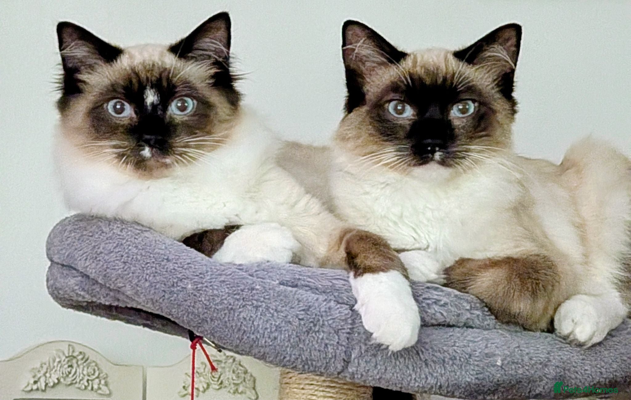 Ragdoll cats Tinker and Tucker  - Advert 1