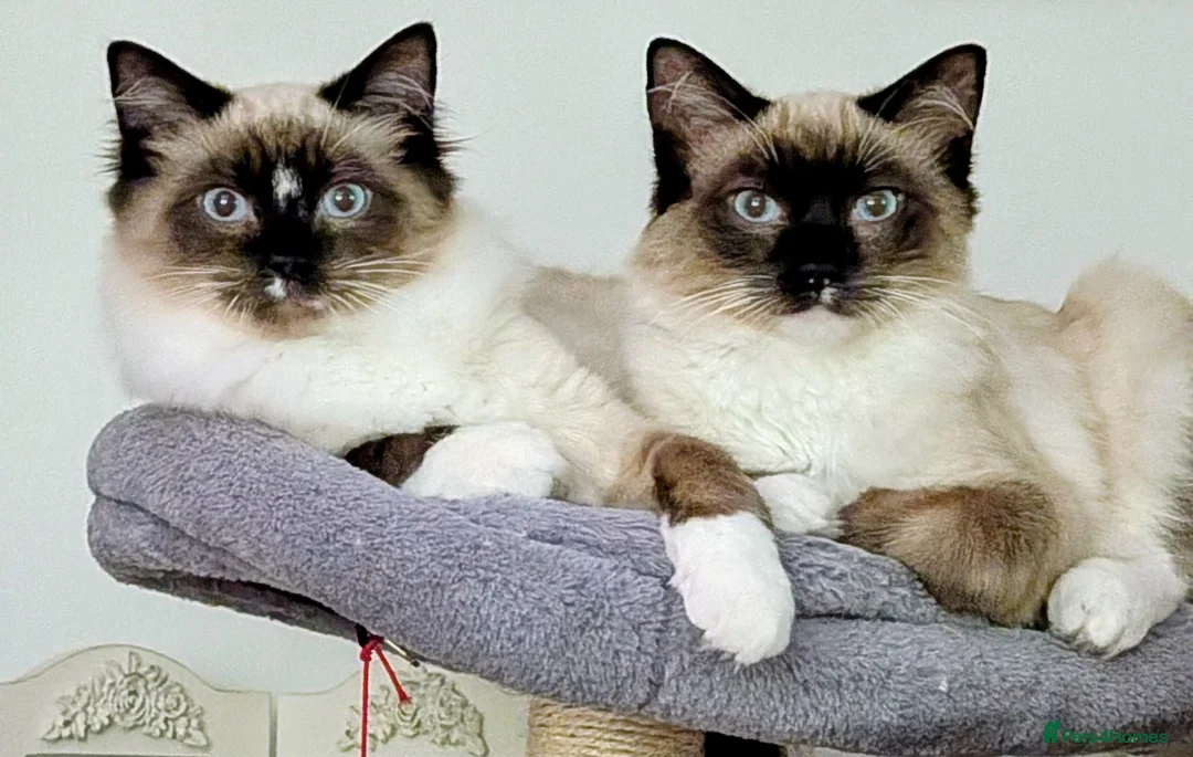 Ragdoll cats for sale: Tinker and Tucker  in Shrewsbury - Advert 1