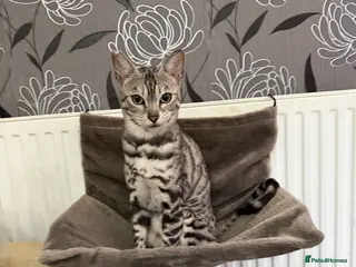 Bengal cats Mr Oreo - Advert 2