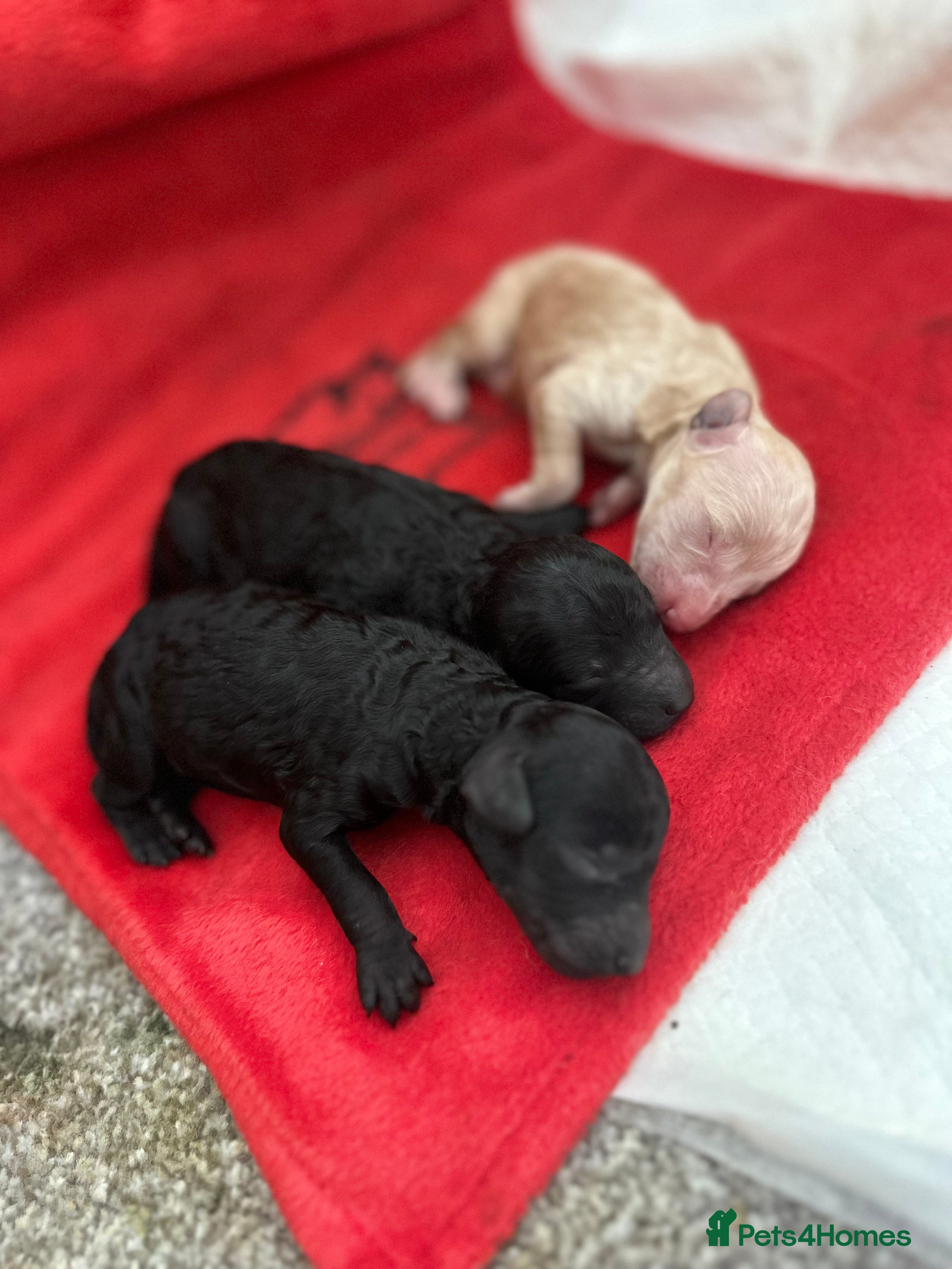 Miniature Poodle dogs Beautiful Miniature Poodles - Advert 4